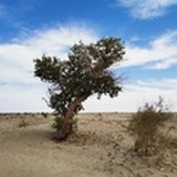 北峰记