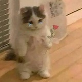 天天学鸟语