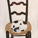 橙狸不语