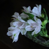 wejinghong