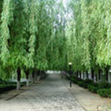 青涩旋律11