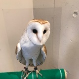 Macco