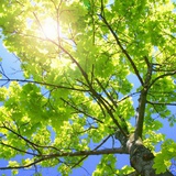 耶耶芒果奶昔冰