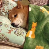 骘渊