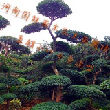 小叶女贞造型树