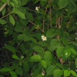 vera