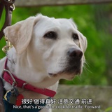 momo（犬版