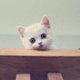 小猫蹄子