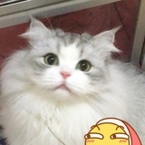 皮皮才不要减肥