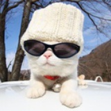 猫走丢了。