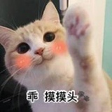 生病的猫