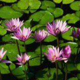 花开花落