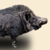 惠远山猪肉