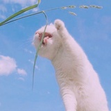 瓶晴