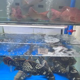 我想吃鱼了
