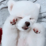 一枝范