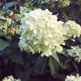 花花