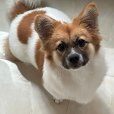 黄赫赫丶
