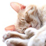 猫七七