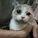 柳下会