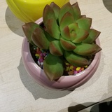 小不点儿