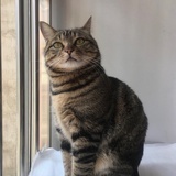 苏