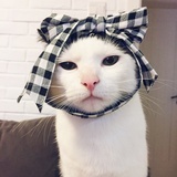 疗伤烧肉粽