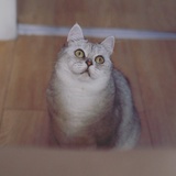 栗子栗