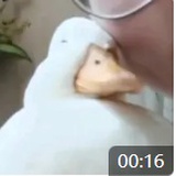 疣鼻栖鸭