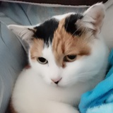 熊脑脑