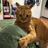 Biongb1ong