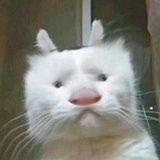 鸭嘴兽泰瑞