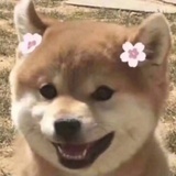 无敌狗狗