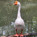 琼斯黄