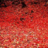 文正公门下走狗