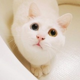 丸子