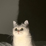 寺辰