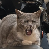 玄黄