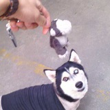 sam