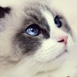 炼狱猫