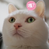 未白·胖