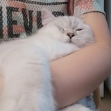 小猪猪棒棒