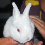 小兔兔啊！