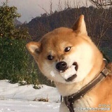 哈哈你个头