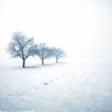 雪上霜