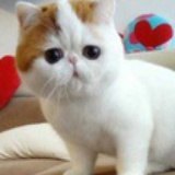 呆呆在东京