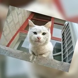 藏瓷
