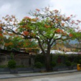 清风