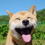诱饵先生