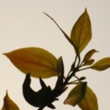 端木